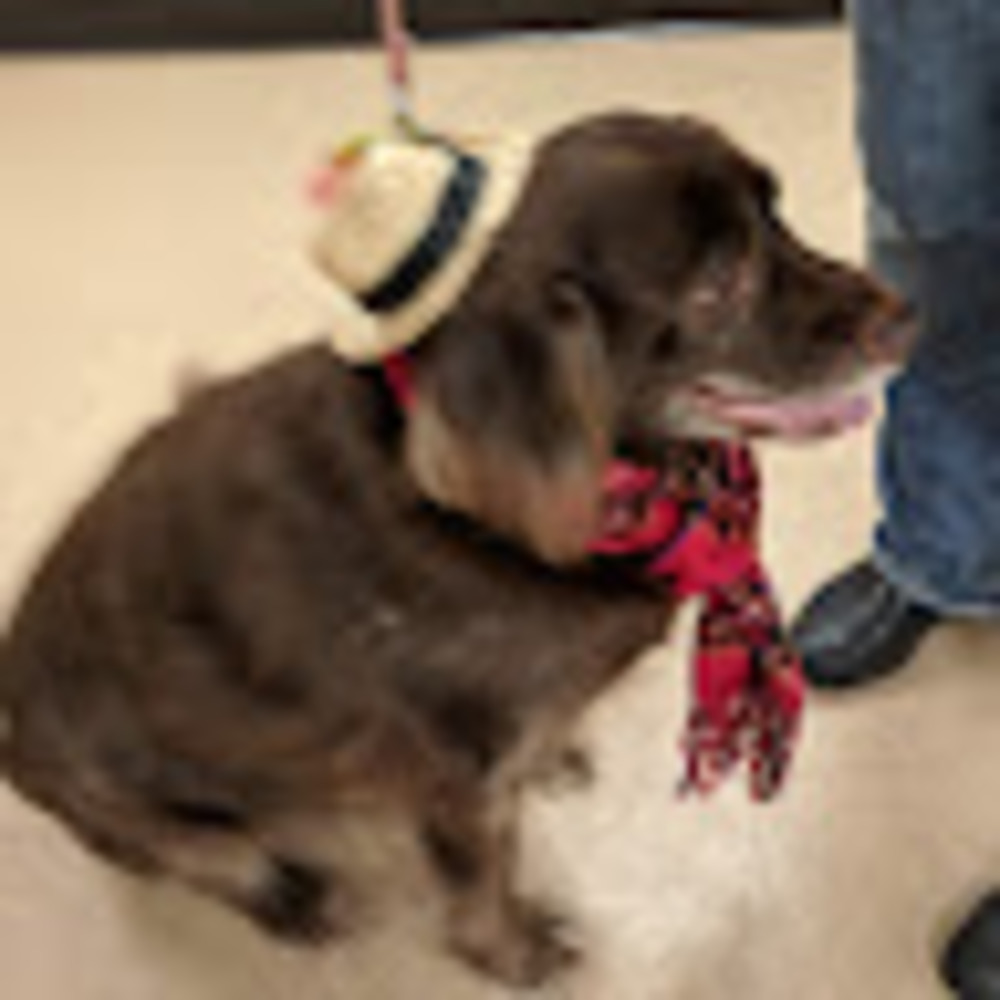 Meet your Posher, Riley